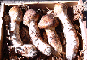 2.GIF